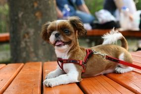 puppy in the park on a wooden bench