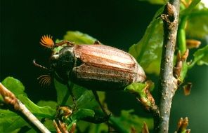 closeup picture of may-bug on the tree branch