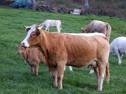 brown and white cows on a green pasture