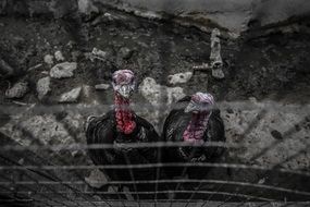 two turkeys in a cage