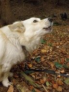 attractive White dog