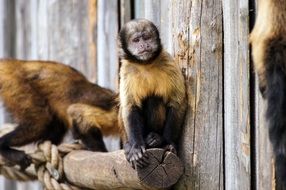 imprisoned yellow breast capuchins