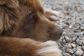 fluffy cute Newfoundland close-up on blurred background