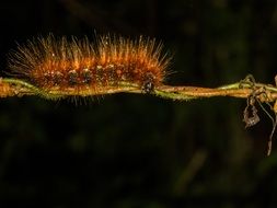 delicious Caterpillar