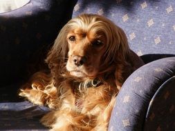 dog in a chair in the sun