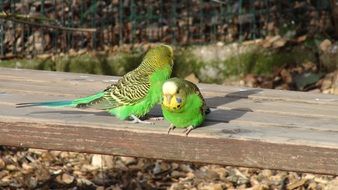 two green budgies on a bench on a sunny day