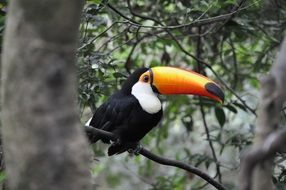 Tropical Toucan bird in the rainforest