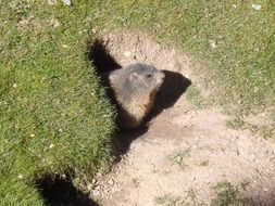 marmot in the hole