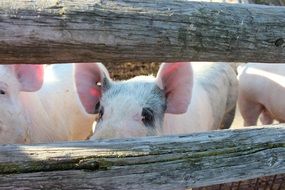 Pigs behind wooden fence on farm