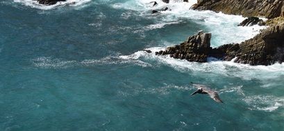 bird over the rocky coast of the pacific ocean