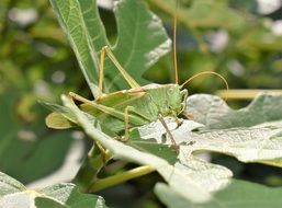 camouflaged green grasshopper on the green leaf