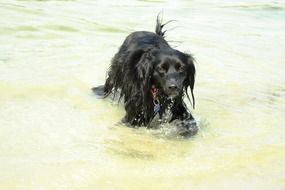 black spaniel in water