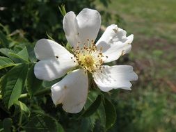 beautiful and cute Hip White Rose