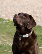 stunningly beautiful Labrador brown Dog