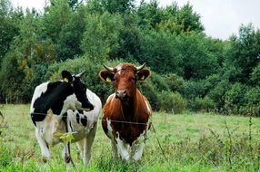 cows on a green field on a farm