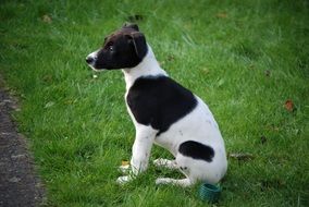 black white dog sitting on green grass