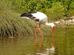 wild stork seeking food in water