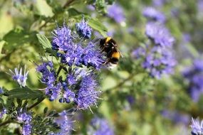 insect on blue flowers on a sunny day
