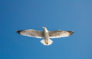 seagull with wide wings in the sky on a sunny day