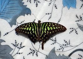 butterfly on white fabric with patterns