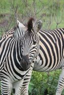 Zebra in the wildlife in Africa