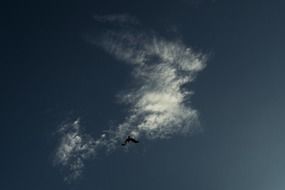 bird flies in the sky against a white cloud