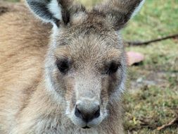 portrait of a kangaroo in the wild