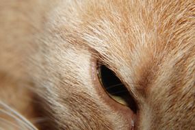 eye on a cat's head close up