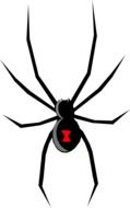 painted black spider with red spot