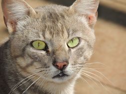 grey Cat with Green Eyes looking straight