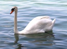gorgeous beauty Mute Swan