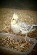 feeding cockatiel