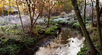 Ducks swimming on a water stream in a forest
