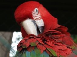 Parrot Bird's head