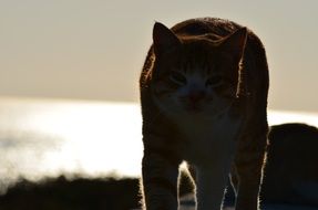 adorable domestic tom cat