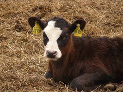 brown Calf lying on straw