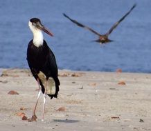 fleecy stork on the beach