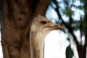 Ostrich head near a tree