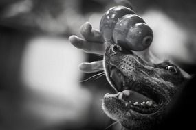 Black and white photo of the object balancing on the dog's nose