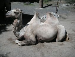 camel lying on the floor