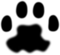 drawn blurred bear trail