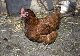 brown chicken in the yard