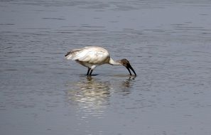 White Ibis Bird