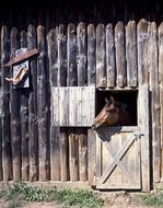 Horse in the barn