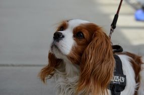 Cavalier King Charles Spaniel on a walk