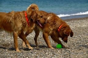 two playful dogs on the beach