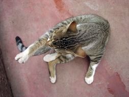 domestic cat washing itself