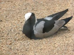 spotted dove sits on the sand