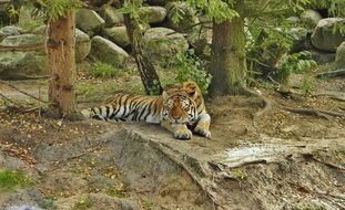 tiger in the aviary at the zoo in eberswalde