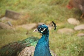 peacock with blue plumage on a background of green grass